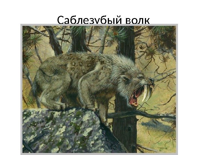 Саблезубый волк 