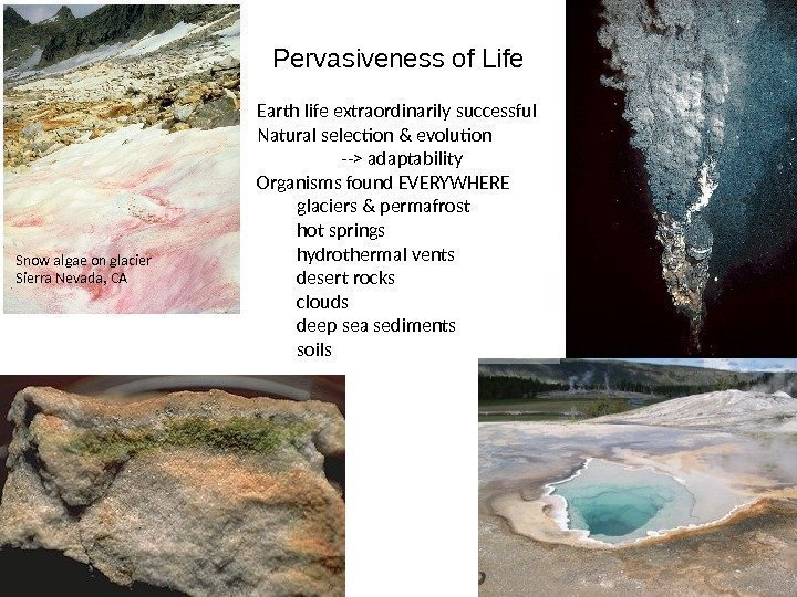 Pervasiveness of Life Snow algae on glacier Sierra Nevada, CA Earth life extraordinarily successful
