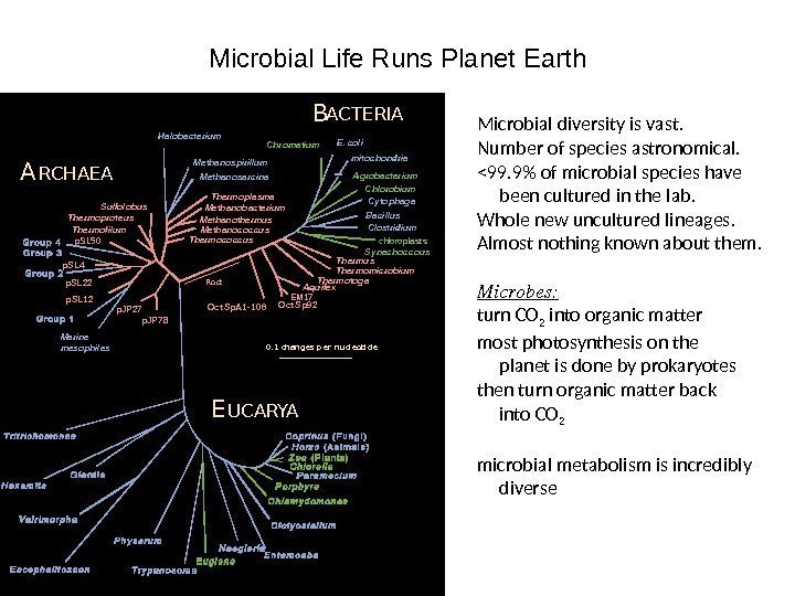 Microbial Life Runs Planet Earth      Sulfolobus Thermofilum. Thermoproteus p.