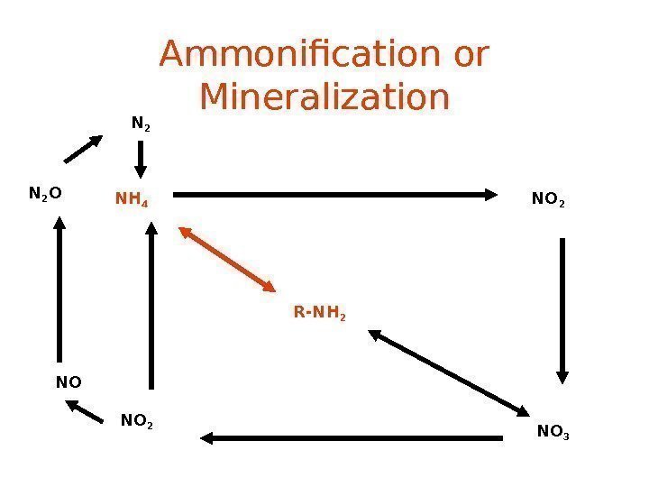 Ammonification or Mineralization R-NH 2 NH 4 NO 2 NO 3 NO 2 NON