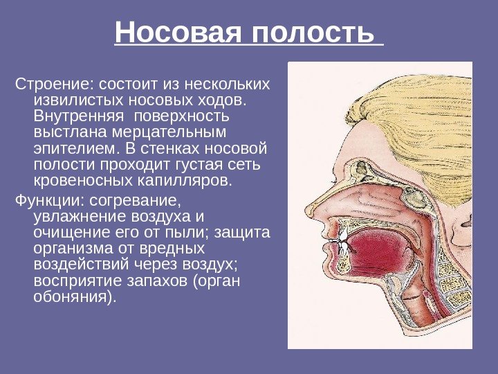 Носовая полость Строение: состоит из нескольких извилистых носовых ходов.  Внутренняя поверхность выстлана мерцательным