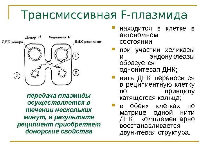   Трансмиссивная F -плазмида находится в клетке в автономном состоянии;  при участии