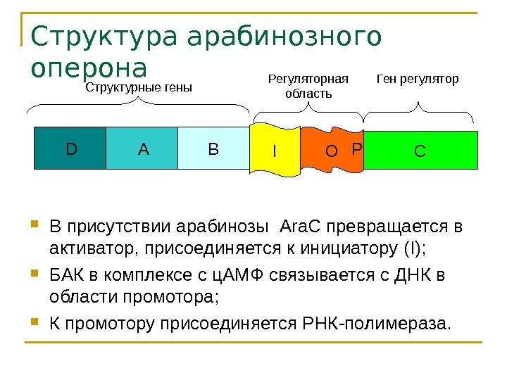   Структура арабинозного оперона В присутствии арабинозы  Ara. C превращается в активатор,