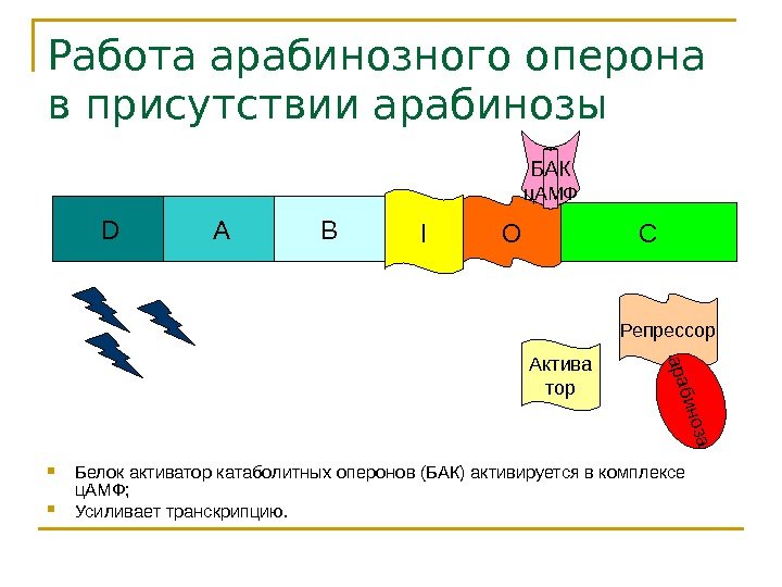   Работа арабинозного оперона в присутствии арабинозы D A B CI O Репрессорарабиноза