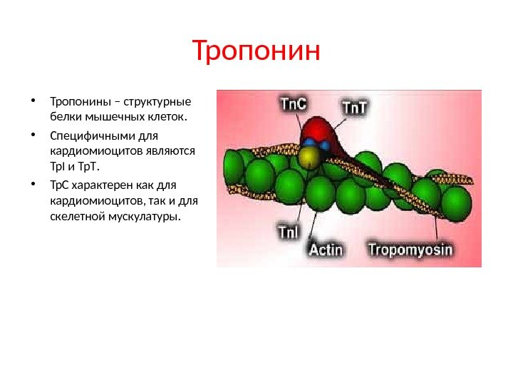Тропонин • Тропонины – структурные белки мышечных клеток.  • Специфичными для кардиомиоцитов являются