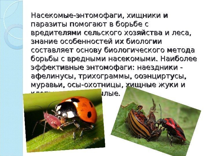 Насекомые-энтомофаги, хищники и паразиты помогают в борьбе с вредителями сельского хозяйства и леса, 
