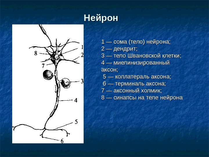 Нейрон 1 — сома (тело) нейрона;  2 — дендрит;  3 — тело