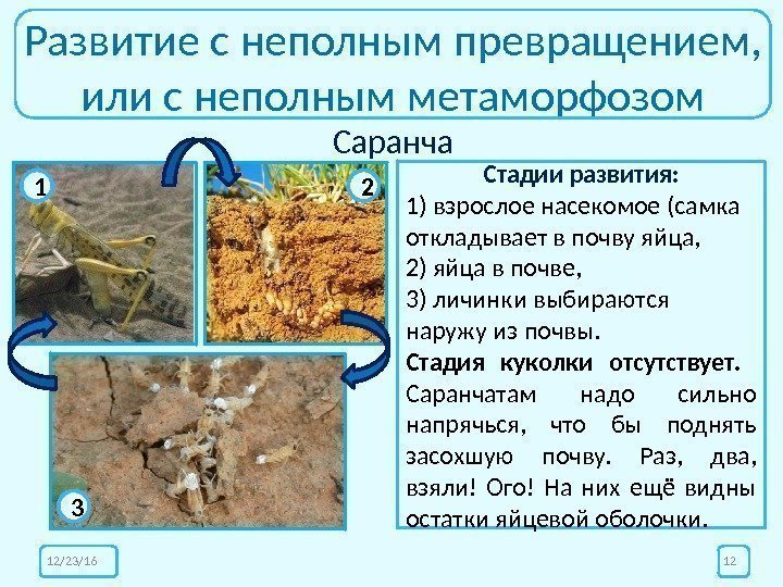 Развитие с неполным превращением, или с неполным метаморфозом Саранча 12/23/16 12 Стадии развития: 1)