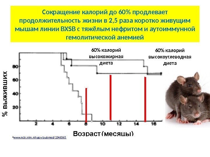 Сокращение калорий до 60 продлевает продолжительность жизни в 2, 5 раза коротко живущим мышам