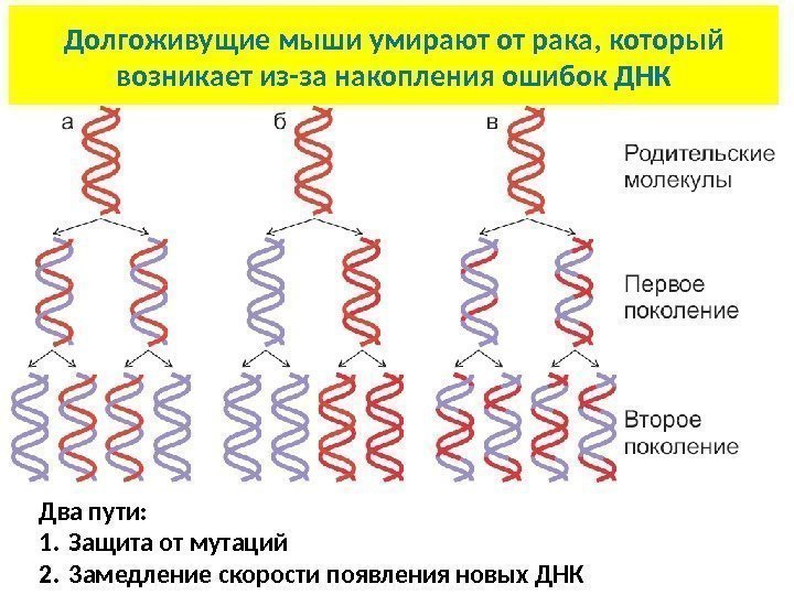Два пути: 1. Защита от мутаций 2. 3 амедление скорости появления новых ДНКДолгоживущие мыши