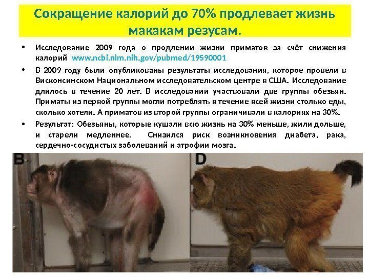  • Исследование 2009 года о продлении жизни приматов за счёт снижения калорий 