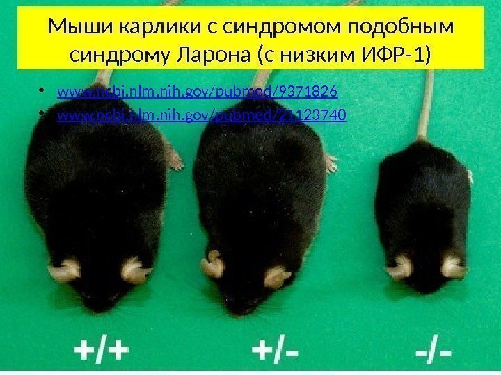 Мыши карлики с синдромом подобным синдрому Ларона (с низким ИФР-1) • www. ncbi. nlm.