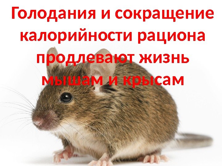 Голодания и сокращение калорийности рациона продлевают жизнь мышам и крысам 