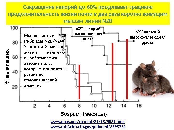 Сокращение калорий до 60 продлевает среднюю продолжительность жизни почти в два раза коротко живущим