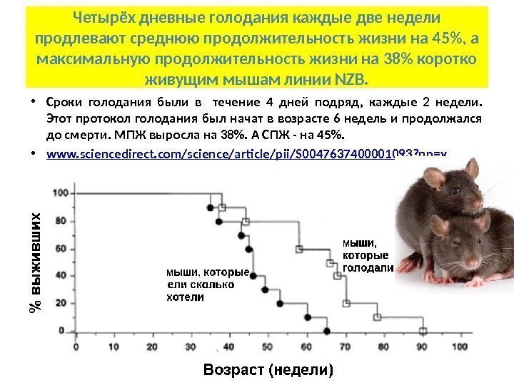 Четырёх дневные голодания каждые две недели продлевают среднюю продолжительность жизни на 45, а максимальную