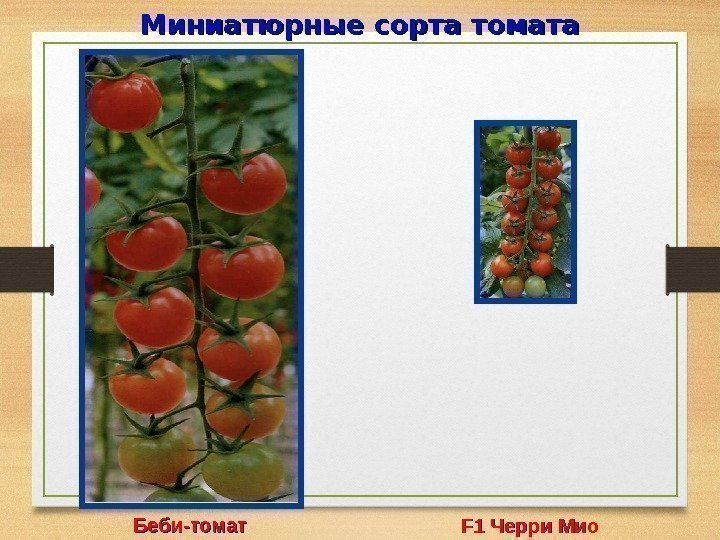 Миниатюрные сорта томата Беби-томат F 1 F 1 Черри Мио 