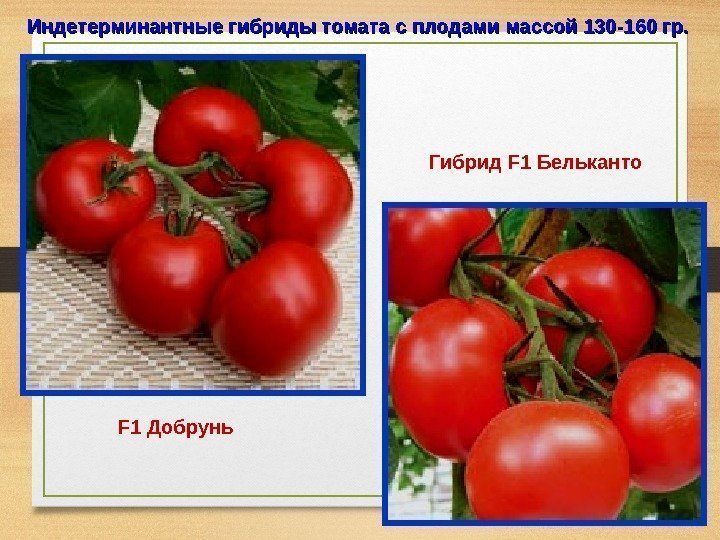 Индетерминантные гибриды томата с плодами массой 130 -160 гр.  F 1 Добрунь 