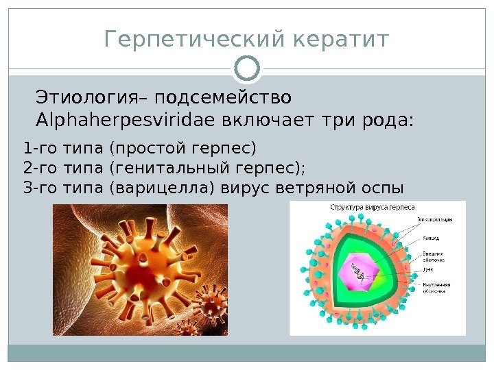 Герпетический кератит Этиология– подсемейство Al p h ah erpesviri d ae включает три рода: