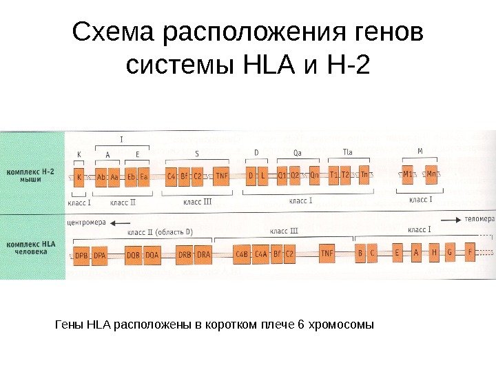 Схема расположения генов системы HLA и H-2 Гены HLA расположены в коротком плече 6