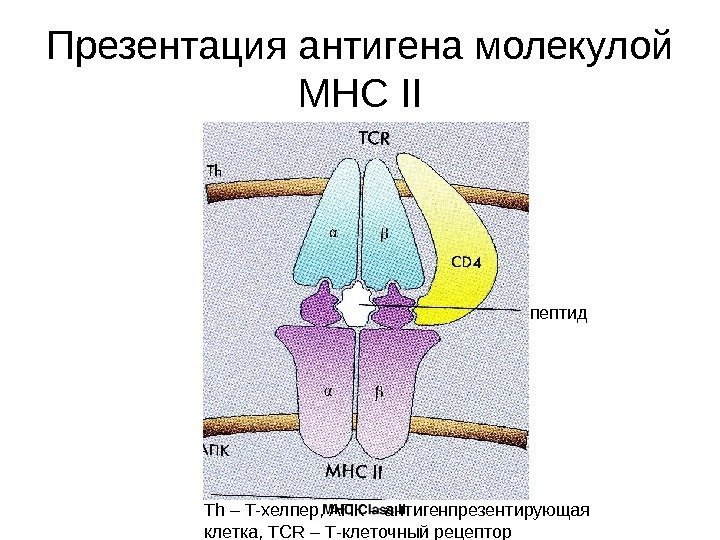 = пептид Th – T- хелпер, АПК – антигенпрезентирующая клетка,  TCR – T