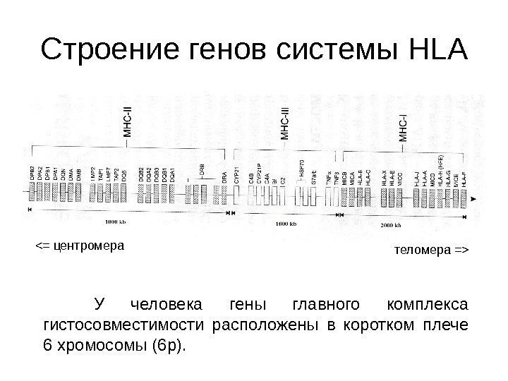 Строение генов системы HLA У человека гены главного комплекса гистосовместимости расположены в коротком плече