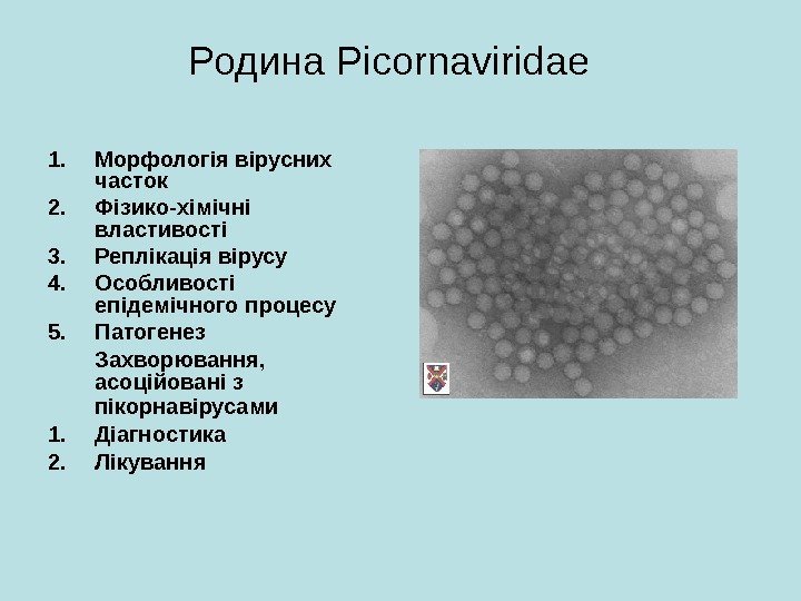   Родина Picornaviridae 1. Морфологія вірусних часток 2. Фізико-хімічні властивості 3. Реплікація вірусу