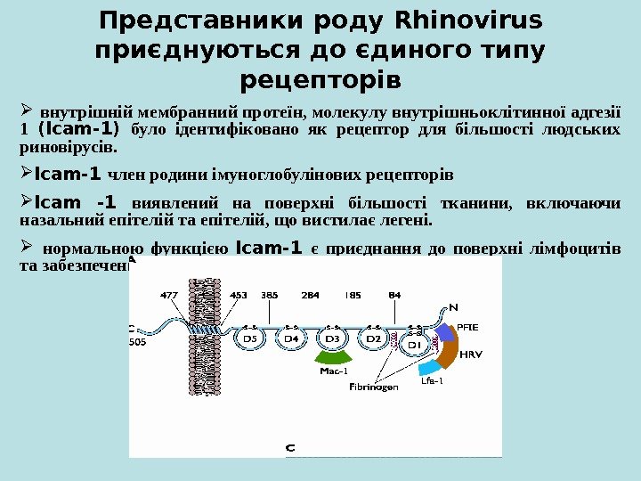   Представники роду Rhinovirus  приєднуються до єдиного типу рецепторів  внутрішній мембранний