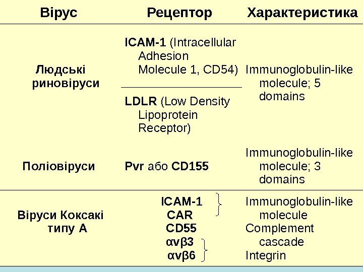   Вірус Рецептор Характеристика Людські риновіруси ICAM-1 (Intracellular Adhesion Molecule 1, CD 54)