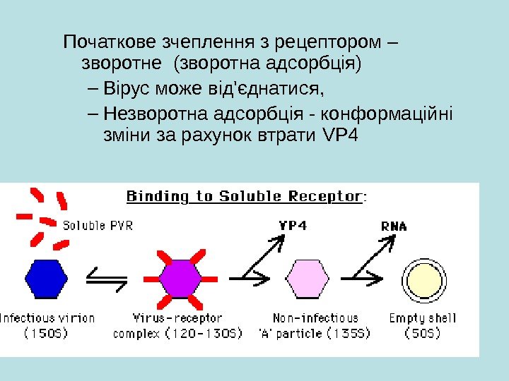   Початкове зчеплення з рецептором – зворотне (зворотна адсорбція) – Вірус може від'єднатися