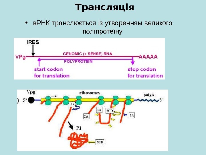   • в. РНК транслюється із утворенням великого поліпротеїну. Трансляція 