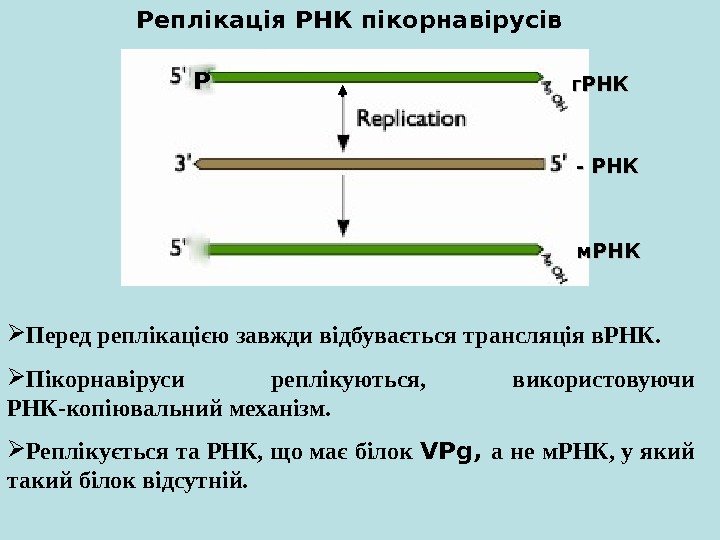   Перед реплікацією завжди відбувається трансляція в. РНК.  Пікорнавіруси реплікуються,  використовуючи