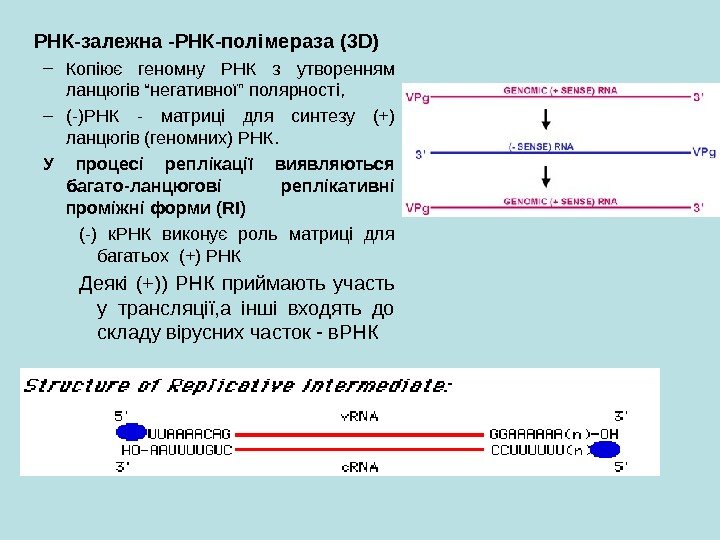   РНК-залежна -РНК-полімераза (3 D) – Копіює геномну РНК з утворенням ланцюгів “негативної”