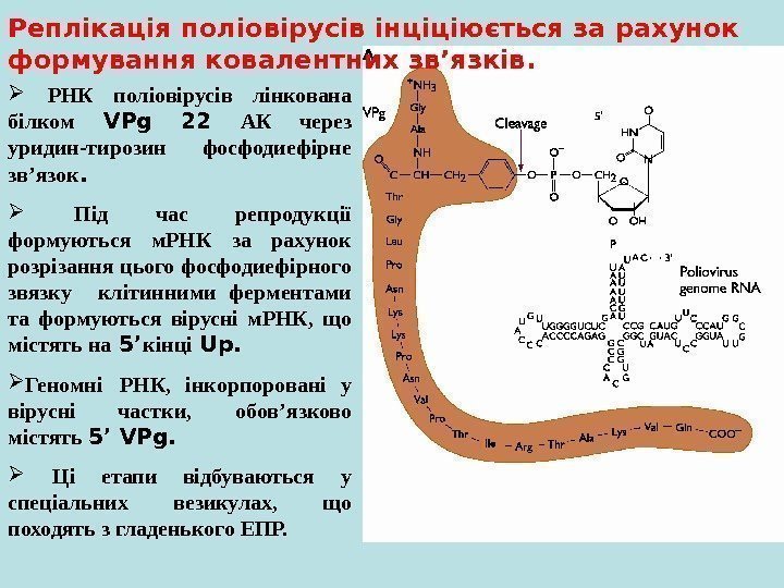 РНК поліовірусів лінкована білком  VPg 22 АК через уридин-тирозин фосфодиефірне зв ’