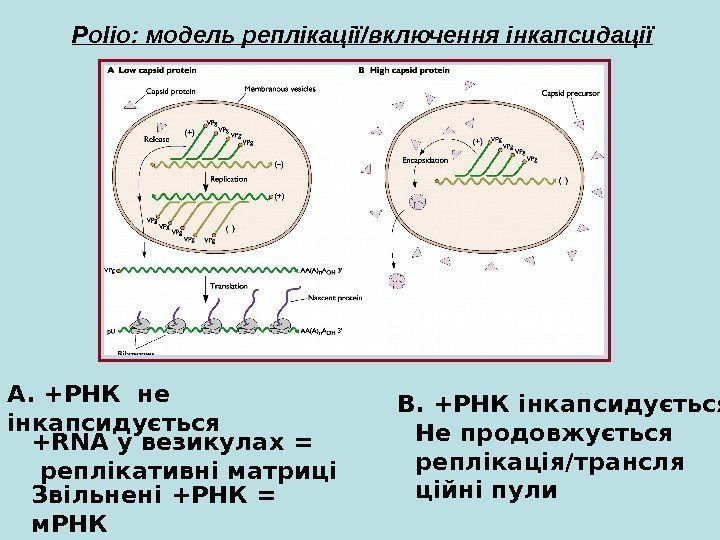   Polio:  модель реплікації / включення інкапсидації A. + РНК не інкапсидується