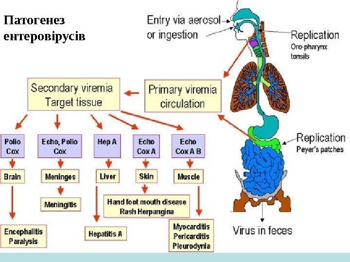   Патогенез ентеровірусів 