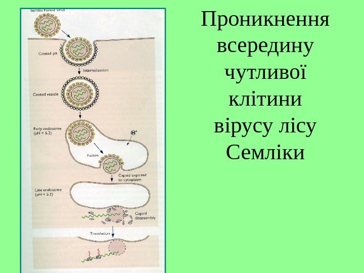   Проникнення всередину чутливої клітини вірусу лісу Семліки 