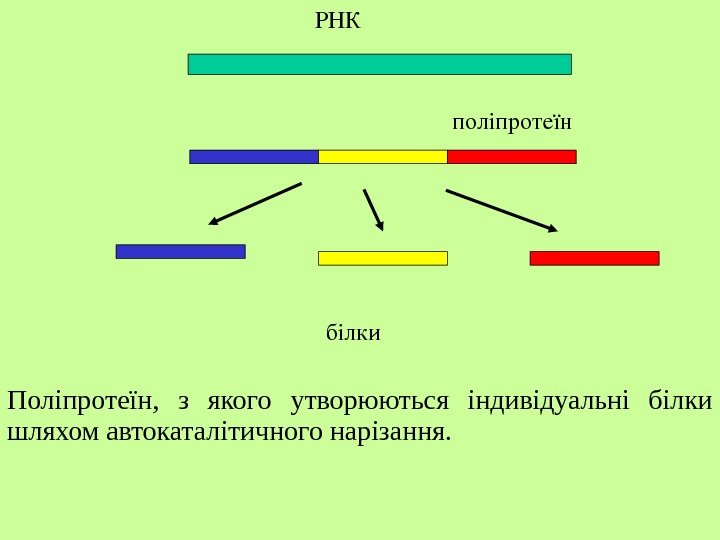   РНК поліпротеїн білки Поліпротеїн ,  з якого утворюються індивідуальні білки шляхом