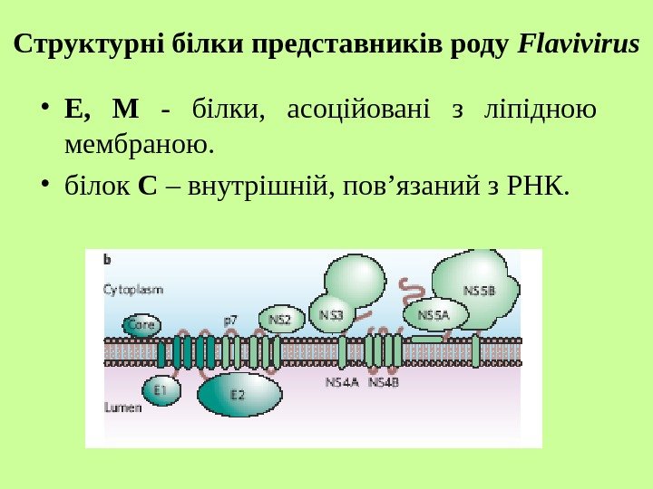   Структурні білки представників роду Flavivirus • Е,  М  - білки,