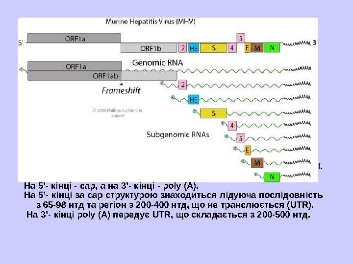   Геном - 1 молекула лінійної 1 л РНК,  позитивної полярності. 