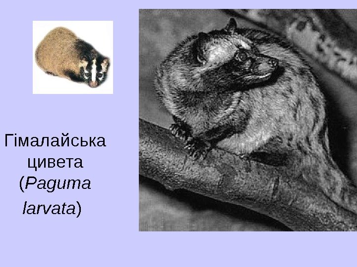   Г ім алайськ а цивет а  ( Paguma larvata ) 