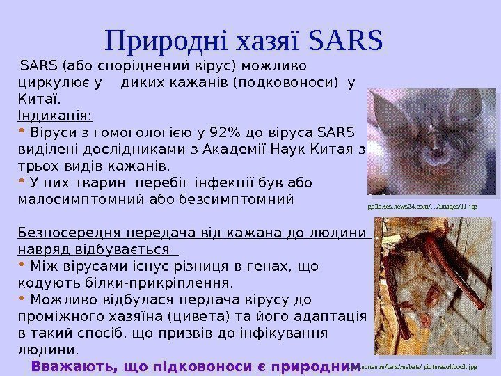   Природні хазяї SARS (або споріднений вірус) можливо циркулює у диких кажанів (подковоноси)
