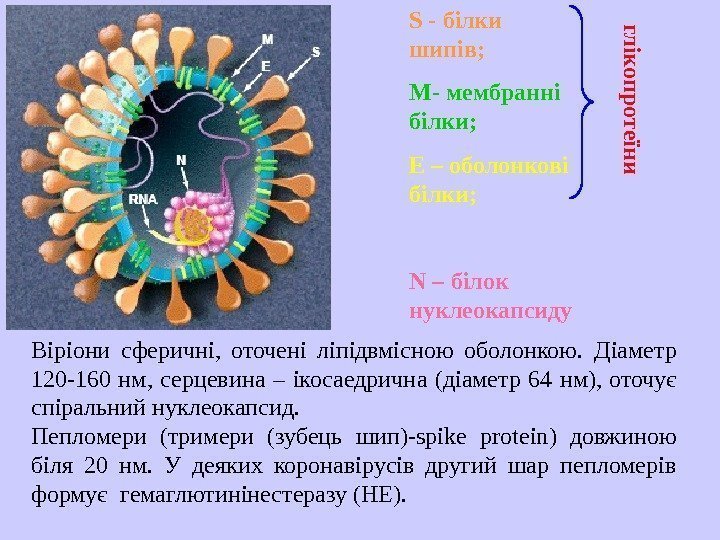   S - білки шипів ; M- мембранні білки ; E – оболонкові