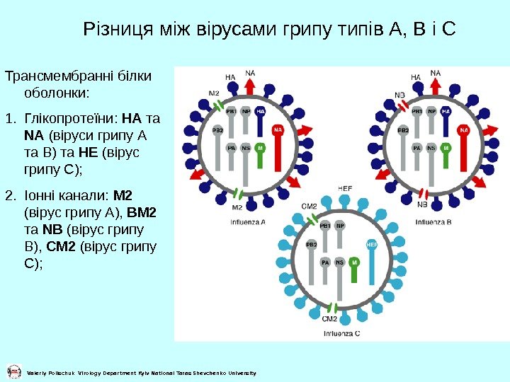   Різниця між вірусами грипу типів А, В і С Valeriy Polischuk Virology