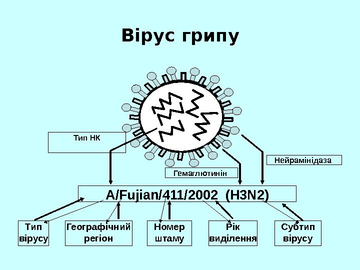   Вірус грипу A/Fujian/411/2002 (H 3 N 2) Нейрамінідаза Гемаглютинін Тип НК Тип