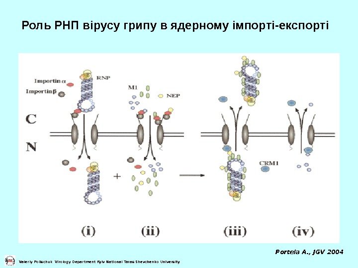   Роль РНП вірусу грипу в ядерному імпорті-експорті Portela A. , JGV 2004