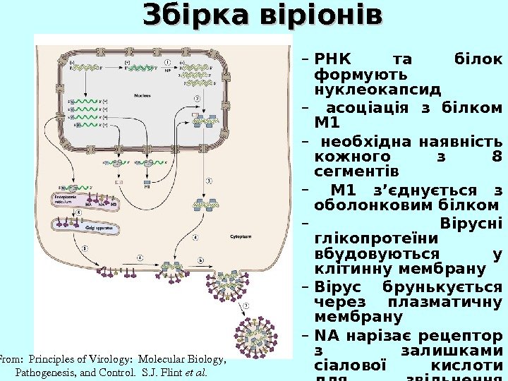   Збірка віріонів From: Principlesof. Virology: Molecular. Biology, Pathogenesis, and. Control. S. J.