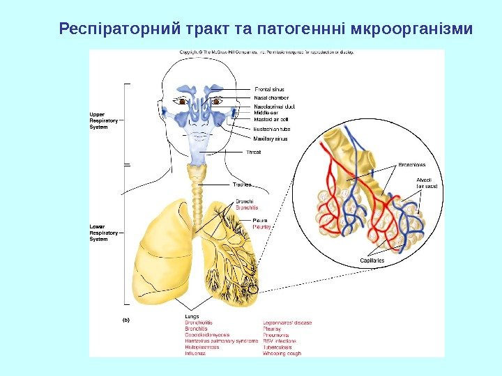   Респіраторний тракт та патогеннні мкроорганізми 