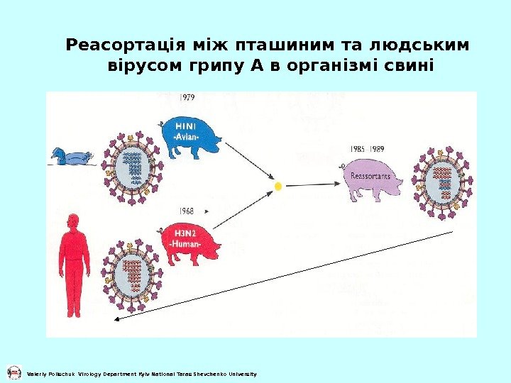  Реасортація між пташиним та людським вірусом грипу А в організмі свині Valeriy