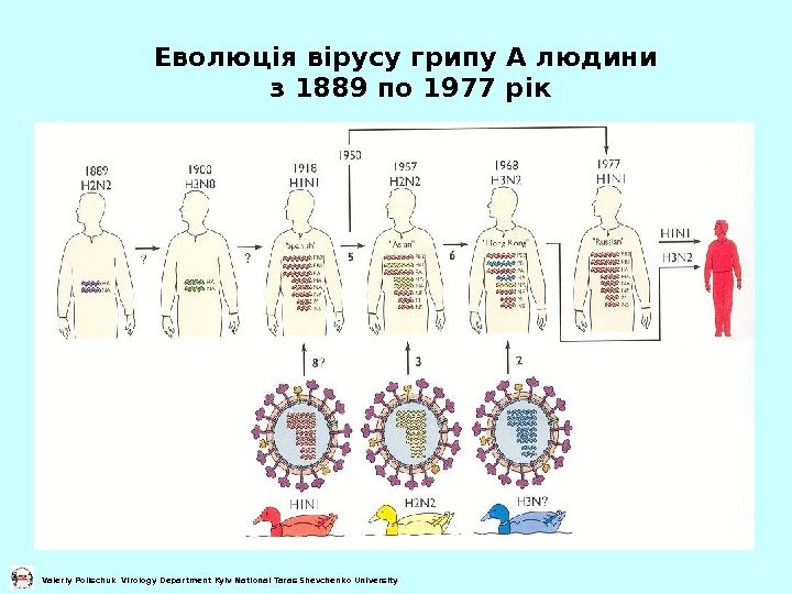   Еволюція вірусу грипу А людини з 1889 по 1977 рік Valeriy Polischuk