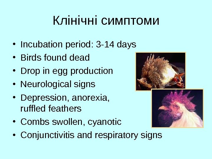   Клінічні симптоми • Incubation period: 3 -14 days  • Birds found